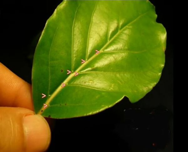 樟树 牛樟树 台湾牛樟树
