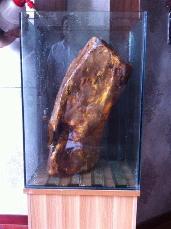 台湾一年生野生牛樟芝种植培育