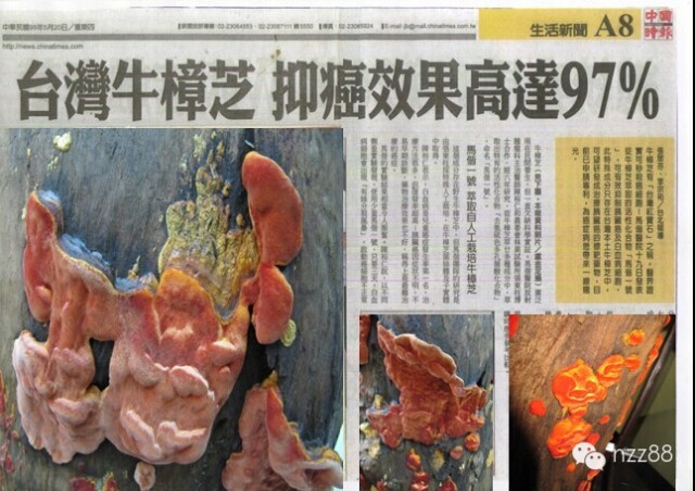台湾野生牛樟芝