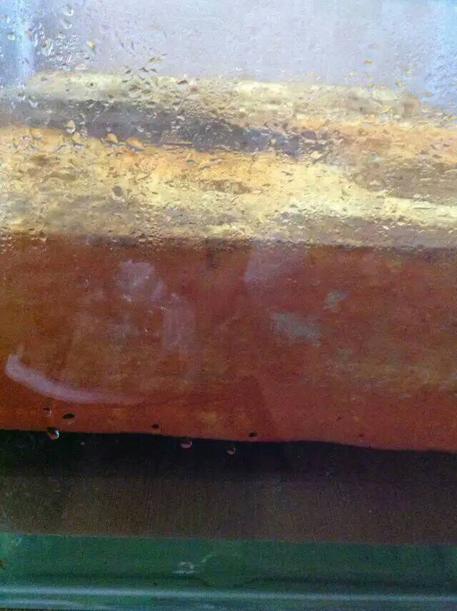 植菌进口黄金牛樟木