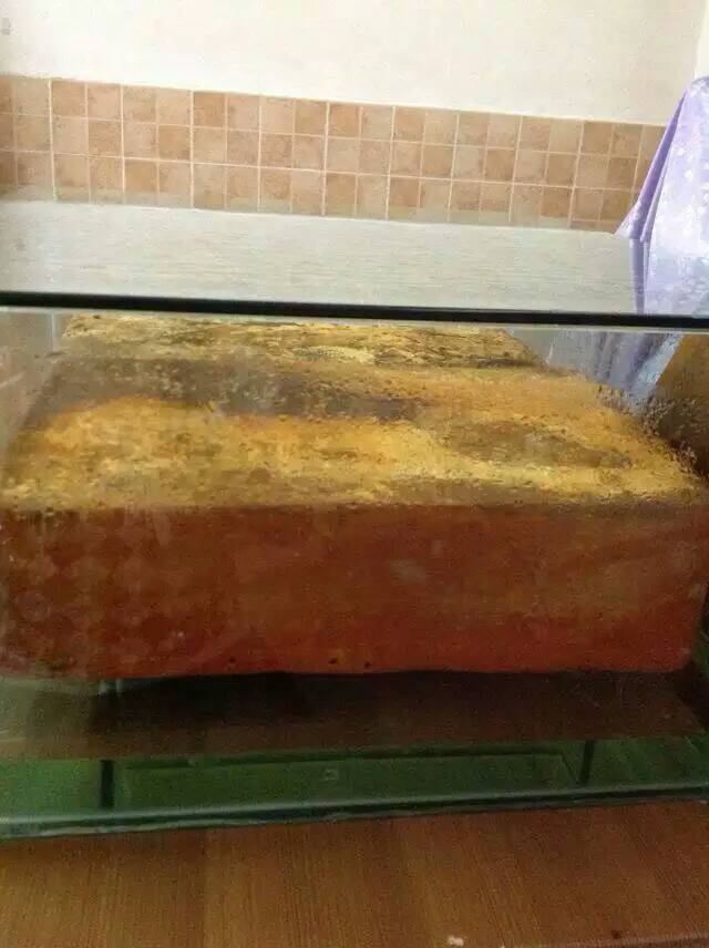 植菌进口黄金牛樟木
