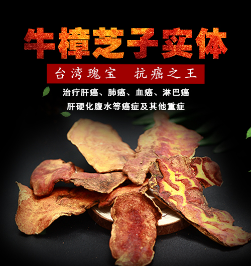 牛樟芝椴木子实体干品