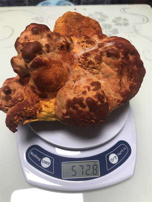 牛樟芝巨型 大牛樟芝 台湾牛樟芝子实体